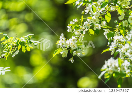 White blossoming apple trees. White apple tree flowers 128947867
