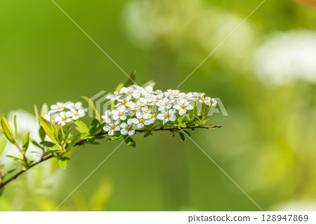 White cherry flowers. The branches of a blossoming Cherry tree with white flowers. White cherry flowers. The branches of a blossoming Cherry tree with white flowers. 128947869