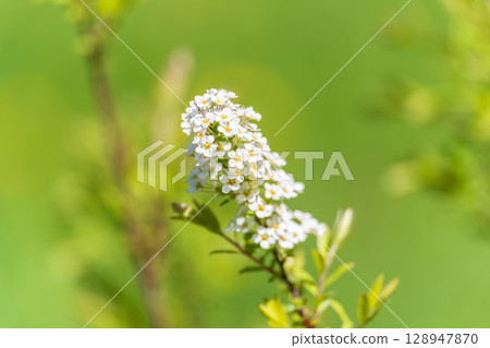 White cherry flowers. The branches of a blossoming Cherry tree with white flowers. White cherry flowers. The branches of a blossoming Cherry tree with white flowers. 128947870