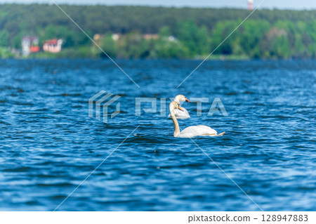 Two Graceful white Swans swimming in the lake, swans in the wild 128947883