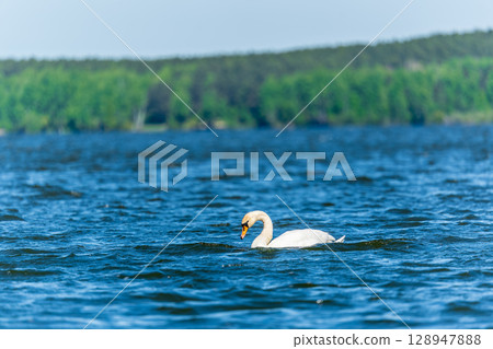 Graceful white Swan swimming in the lake, swans in the wild. Portrait of a white swan swimming on a lake. 128947888