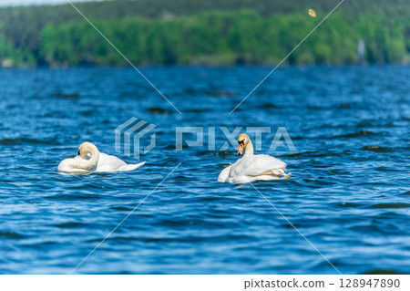 Two Graceful white Swans swimming in the lake, swans in the wild 128947890