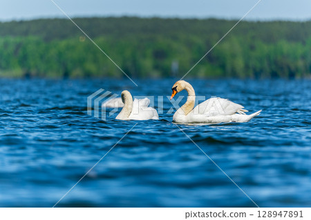 Three graceful white swans swims in the lake, swans in the wild. 128947891