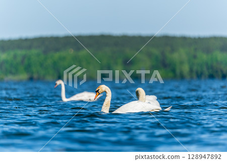 Three graceful white swans swims in the lake, swans in the wild. 128947892