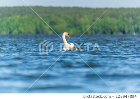 Graceful white Swan swimming in the lake, swans in the wild. Portrait of a white swan swimming on a lake. Graceful white Swan swimming in the lake, swans in the wild. Portrait of a white swan swimming on a lake. 128947894