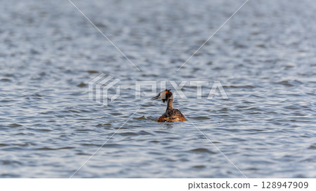 The waterfowl bird Great Crested Grebe swimming in the calm lake 128947909