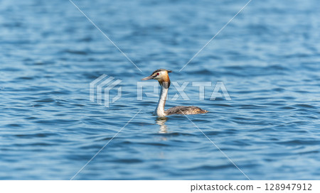The waterfowl bird Great Crested Grebe swimming in the calm lake The waterfowl bird Great Crested Grebe swimming in the calm lake 128947912