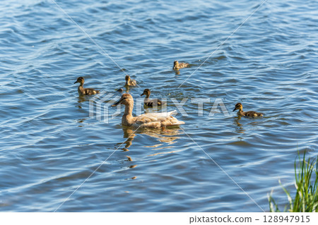 A family of ducks, a duck and its little ducklings are swimming in the water. The duck takes care of its newborn ducklings. Mallard, lat. Anas platyrhynchos 128947915