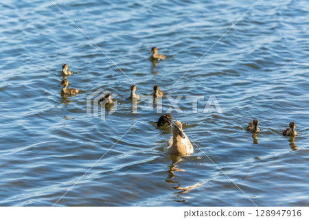 A family of ducks, a duck and its little ducklings are swimming in the water. The duck takes care of its newborn ducklings. Mallard, lat. Anas platyrhynchos A family of ducks, a duck and its little ducklings are swimming in the water. The duck takes care of its newborn ducklings. Mallard, lat. Anas platyrhynchos 128947916