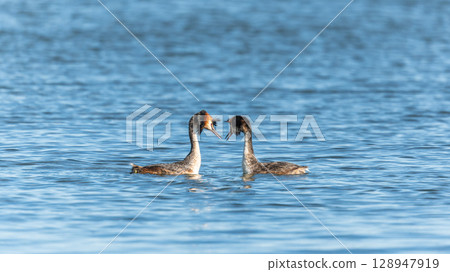 Mating games of two water birds Great Crested Grebes. Two waterfowl birds Great Crested Grebes swim in the lake with heart shaped silhouette Mating games of two water birds Great Crested Grebes. Two waterfowl birds Great Crested Grebes swim in the lake with heart shaped silhouette 128947919