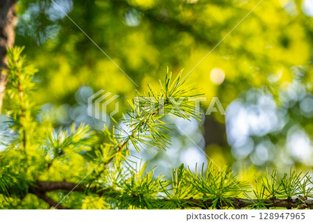 Young branches of larch. Closeup of green larch young needles. Young branches of larch. Closeup of green larch young needles. 128947965