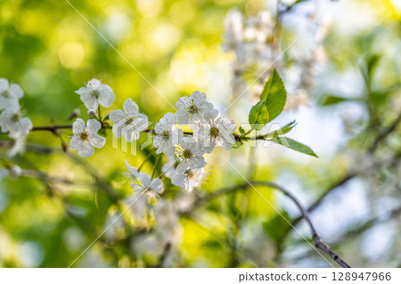 White blossoming apple trees. White apple tree flowers White blossoming apple trees. White apple tree flowers 128947966