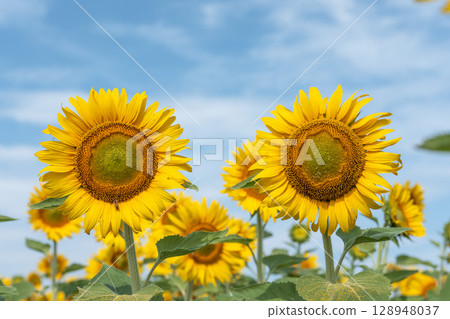 Sunflowers in full bloom. Sunflower fields in Yamamoto Town, Miyagi Prefecture (2025 Yamamoto Sunflower Festival). Yamamoto Town, Miyagi Prefecture. 128948037