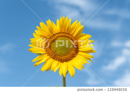 Sunflowers in full bloom. Sunflower fields in Yamamoto Town, Miyagi Prefecture (2025 Yamamoto Sunflower Festival). Yamamoto Town, Miyagi Prefecture. 128948038