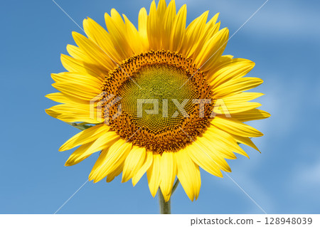 Sunflowers in full bloom. Sunflower fields in Yamamoto Town, Miyagi Prefecture (2025 Yamamoto Sunflower Festival). Yamamoto Town, Miyagi Prefecture. 128948039