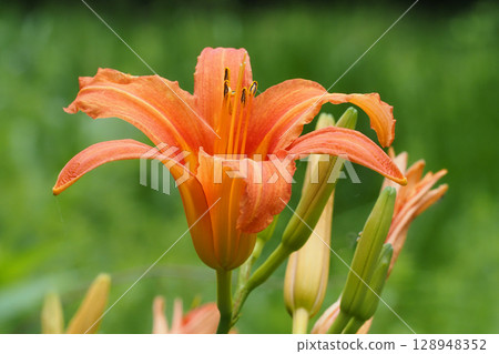 Nokanzu's flower 128948352