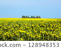 Sunflower field in peak bloom reflects optimal agronomic timing and successful nutrient management. 128948353