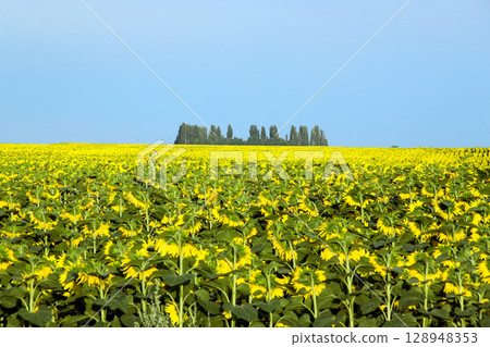 Sunflower field in peak bloom reflects optimal agronomic timing and successful nutrient management. 128948353