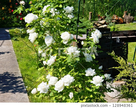 Bush of blooming white roses outdoors close-up. Summer season. Floral texture 128948361
