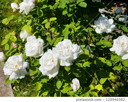 Blooming white roses with large flowers outdoors close-up. Summer season. Floral texture Blooming white roses with large flowers outdoors close-up. Summer season. Floral texture 128948362