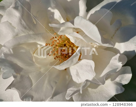 White rose flower with yellow stamens close-up. Floral texture of white petals on a sunny day. Top view 128948366