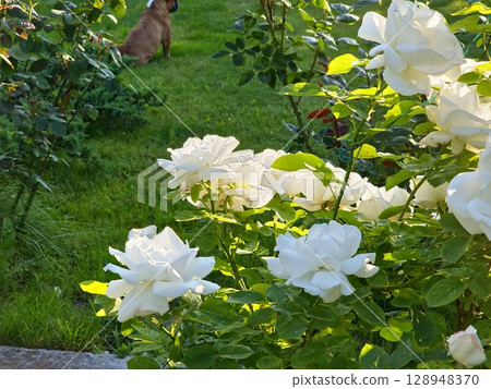 Background of a blooming white roses outdoors close up. Summer season. Floral texture Background of a blooming white roses outdoors close up. Summer season. Floral texture 128948370