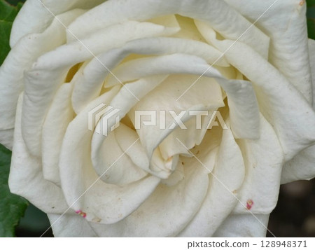 White rose flower close up. Flower texture of white petals with yellow tint of sunset light. Top view White rose flower close up. Flower texture of white petals with yellow tint of sunset light. Top view 128948371