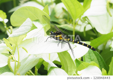 A female Japanese dragonfly resting on a Japanese lantern plant 128948443
