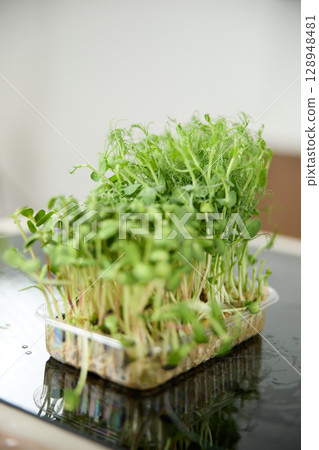 Fresh green pea sprouts on the kitchen table in the bright kitchen 128948481