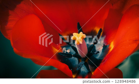 Close-Up of Vibrant Red Peony Tulip in Bloom 128948486