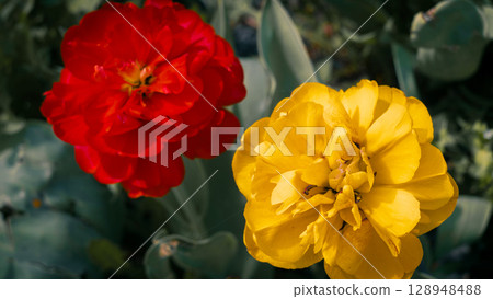 Red and Yellow Tulips in Spring Garden 128948488
