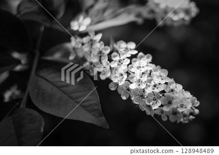 Monochrome Shot of Flowering Branch with Delicate Lilac Blossoms 128948489