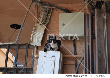 Stray cat in the Historic Area of Jeddah (Al-Balad), Saudi Arabia 128949029