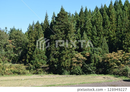 雪松樹針葉林 128949227