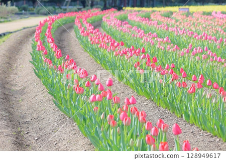 Tulip flowers in full bloom 128949617
