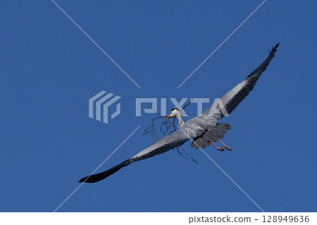 A heron carrying a branch for its nest 128949636