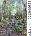 苔蘚森林小徑與岩石（長野縣蓼科山） 128949653