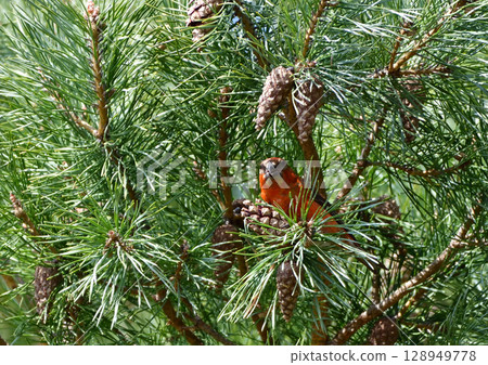 Isuka came to eat pine cones 128949778