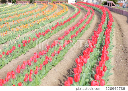 Tulip flowers in full bloom 128949786