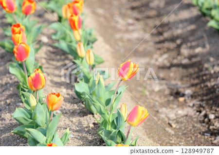 Tulip flowers in full bloom 128949787