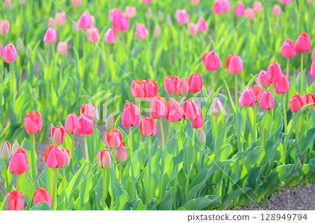 Cute tulip flowers 128949794