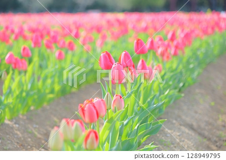 可愛的鬱金香花 可愛的鬱金香花 128949795