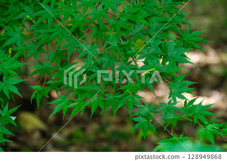 陽光葉子 陽光葉子 128949868