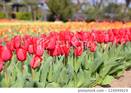 Gorgeous tulip flowers Gorgeous tulip flowers 128949929