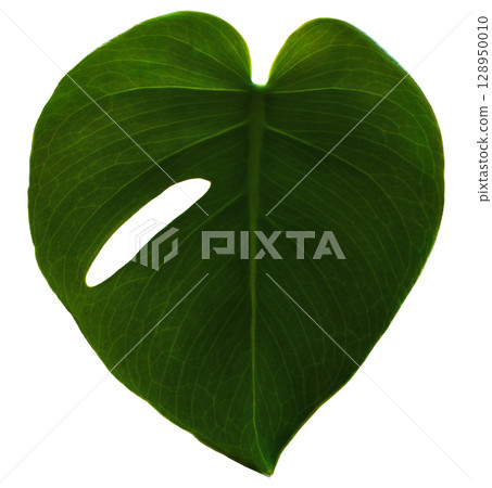 Monstera_transparent_04 Monstera_transparent_04 128950010