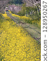 Isumi Railway running among cherry blossoms and rape blossoms from the platform at Shiromigaoka Station 128950267