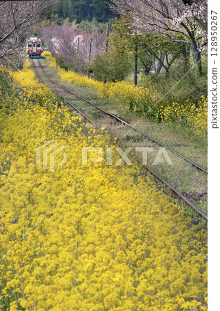 從白丘月台出發，在櫻花和油菜花間穿梭的夷隅鐵道 128950267