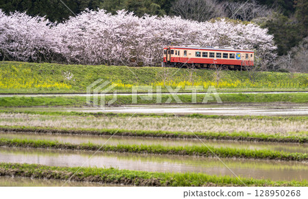 穿過新板野站附近的田園風光和春天的色彩的夷隅鐵道 128950268