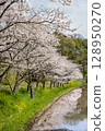 Spring cherry blossoms and rape blossoms reflected in rice fields - Reflection of Satsuma Sakura Kaido 128950270