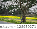 Cycling surrounded by spring reflections and rape blossoms – Satsumori Sakura Kaido 128950271